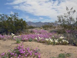 Desert Flowers
