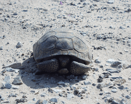 Desert Tortoise
